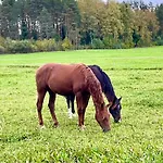 Blueberry At Saimaa Lakeside Villa