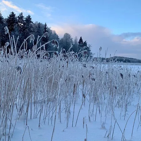 Blueberry At Saimaa Lakeside Taipalsaari