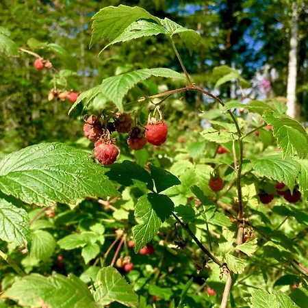 빌라 Blueberry At Saimaa Lakeside Taipalsaari