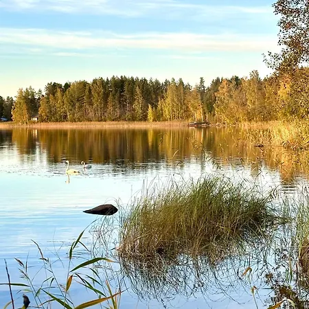 Blueberry At Saimaa Lakeside Taipalsaari
