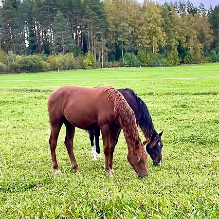 Blueberry At Saimaa Lakeside Vila