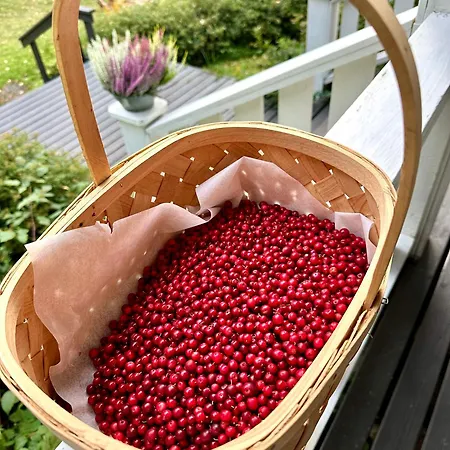 Blueberry At Saimaa Lakeside Taipalsaari