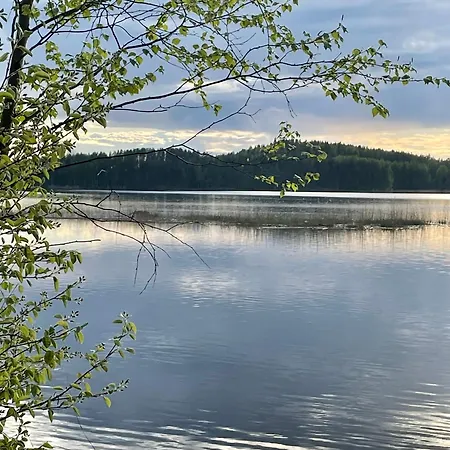 Blueberry At Saimaa Lakeside