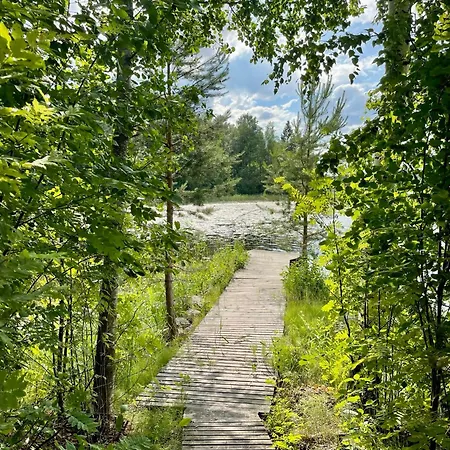 Blueberry At Saimaa Lakeside