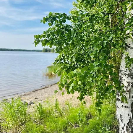 Blueberry At Saimaa Lakeside Taipalsaari