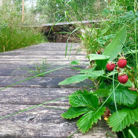 Blueberry At Saimaa Lakeside Taipalsaari