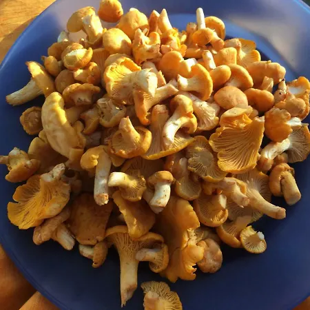 别墅 Blueberry At Saimaa Lakeside