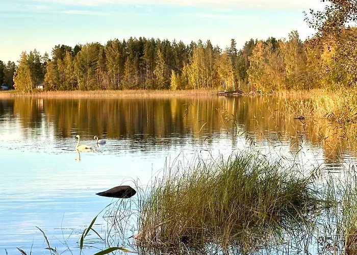 Blueberry At Saimaa Lakeside Taipalsaari