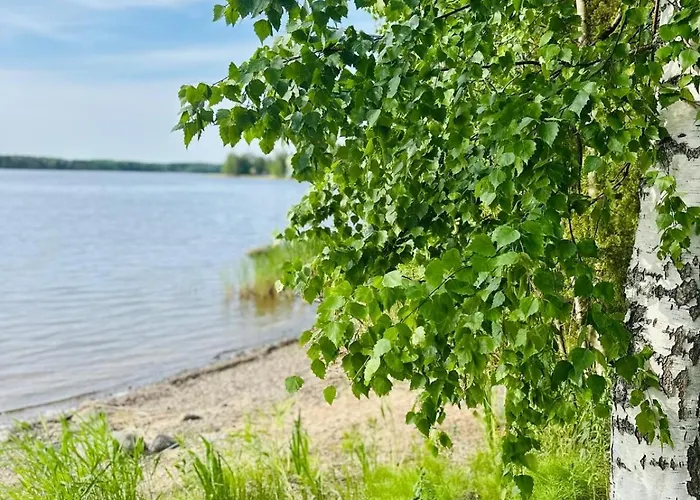 Blueberry At Saimaa Lakeside Taipalsaari